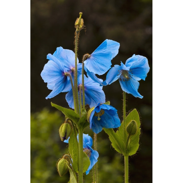 Blue poppies blooming in Kodiak Alaska garden Poster Print Image 1