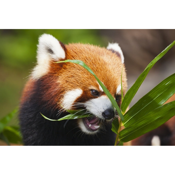 The Red Panda or shining cat is a small arboreal mammal and Image 2