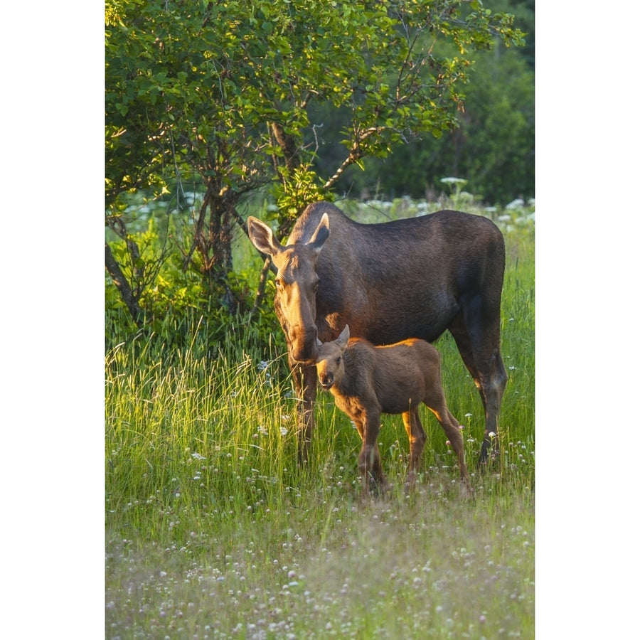 A moose cow and calf in Kincaid Park Anchorage Southcentral Alaska summer Poster Print Image 1