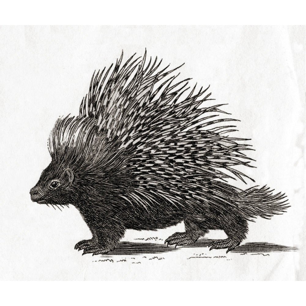 The Crested Porcupine . From An 18th Century Print. by Ken Welsh / Design Pics Image 1