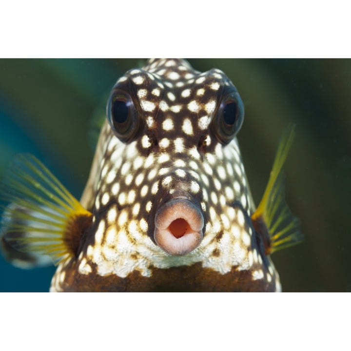 The smooth trunkfish is common on Caribbean reefs; Bonaire Poster Print Image 1