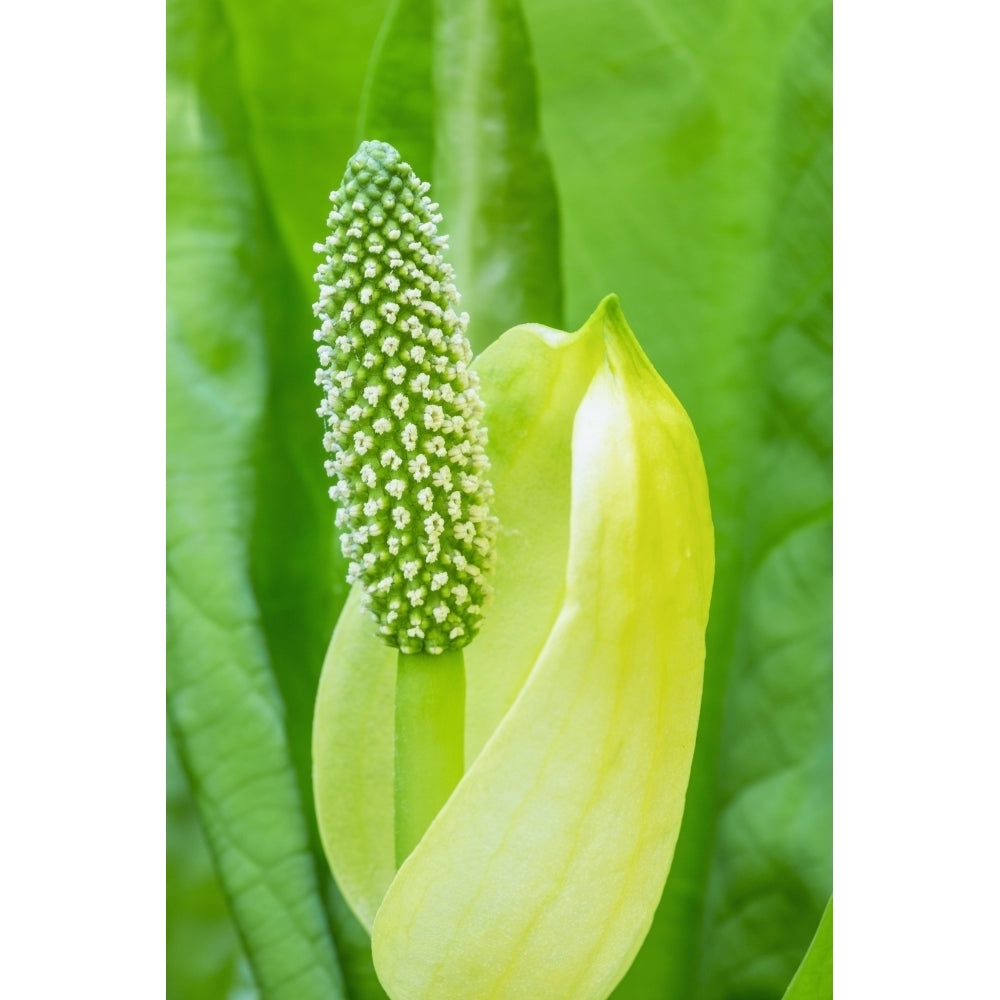 A young Western Skunk Cabbage blooming; Ketchikan Alaska United States of America Image 2