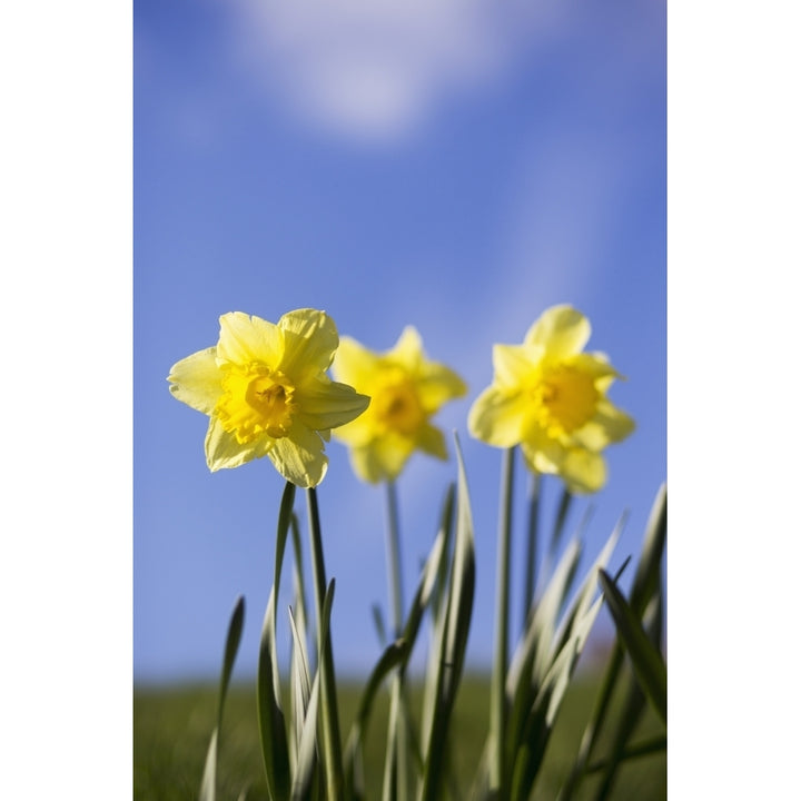 Yellow daffodils in bloom against a blue sky; Yorkshire Dales England Poster Print Image 1