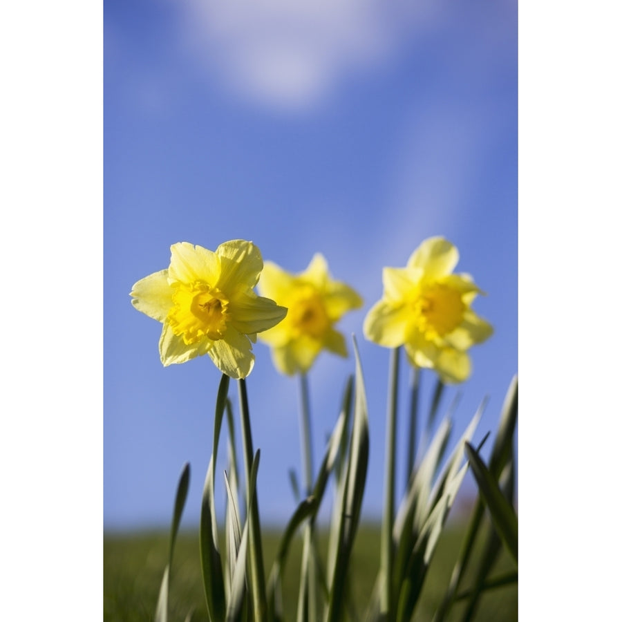 Yellow daffodils in bloom against a blue sky; Yorkshire Dales England Poster Print Image 1