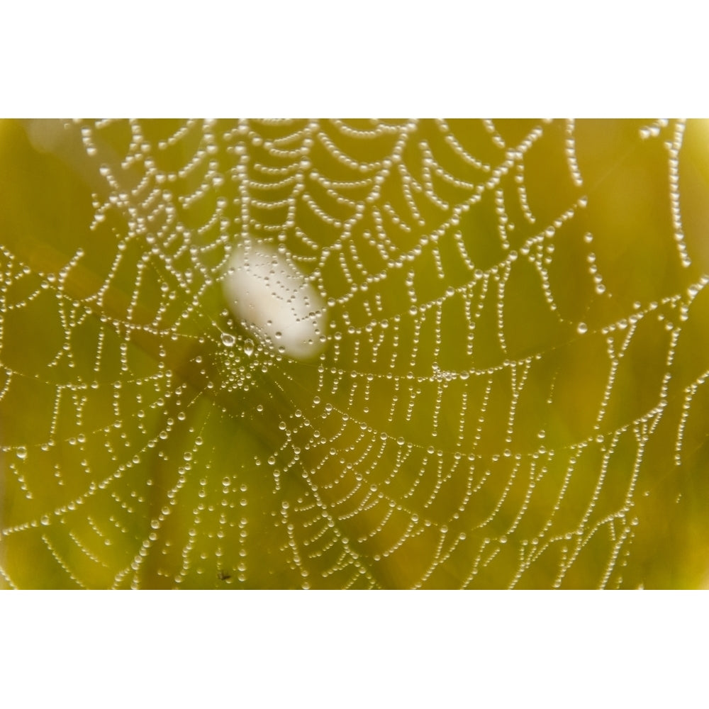 Morning dew on a spider web near Silver Salmon Creek in Lake Clark National Park and Preserve Alaska. Print Image 1