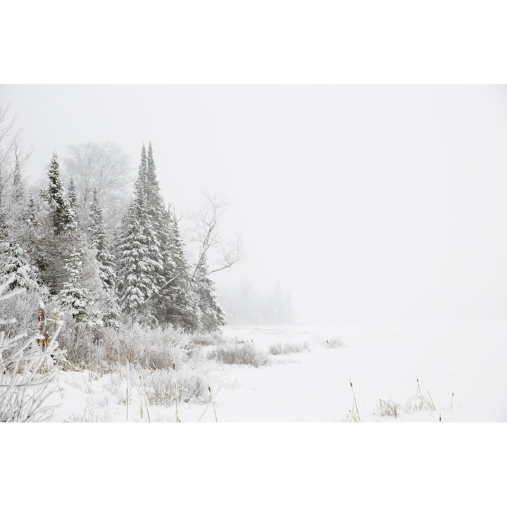 Snowy winter scene in the Algonquin Provincial Park; Ontario Canada Poster Print Image 1