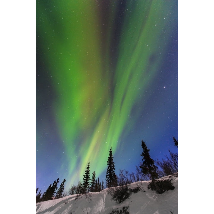 Aurora borealis over trees along the Denali Highway east of Cantwell Alaska. Poster Print Image 1