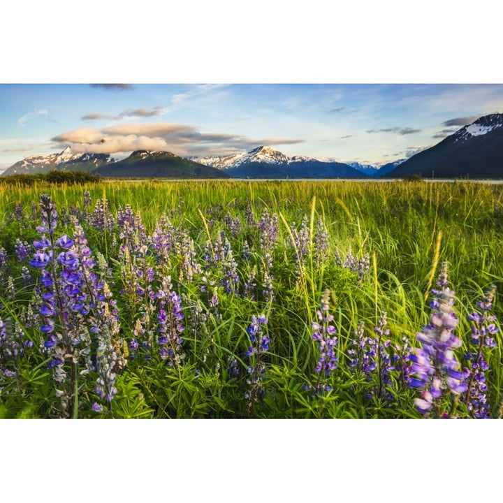 Arctic Lupine field along the Turnagain Arm south of Girdwood Southcentral Alaska. Poster Print Image 1