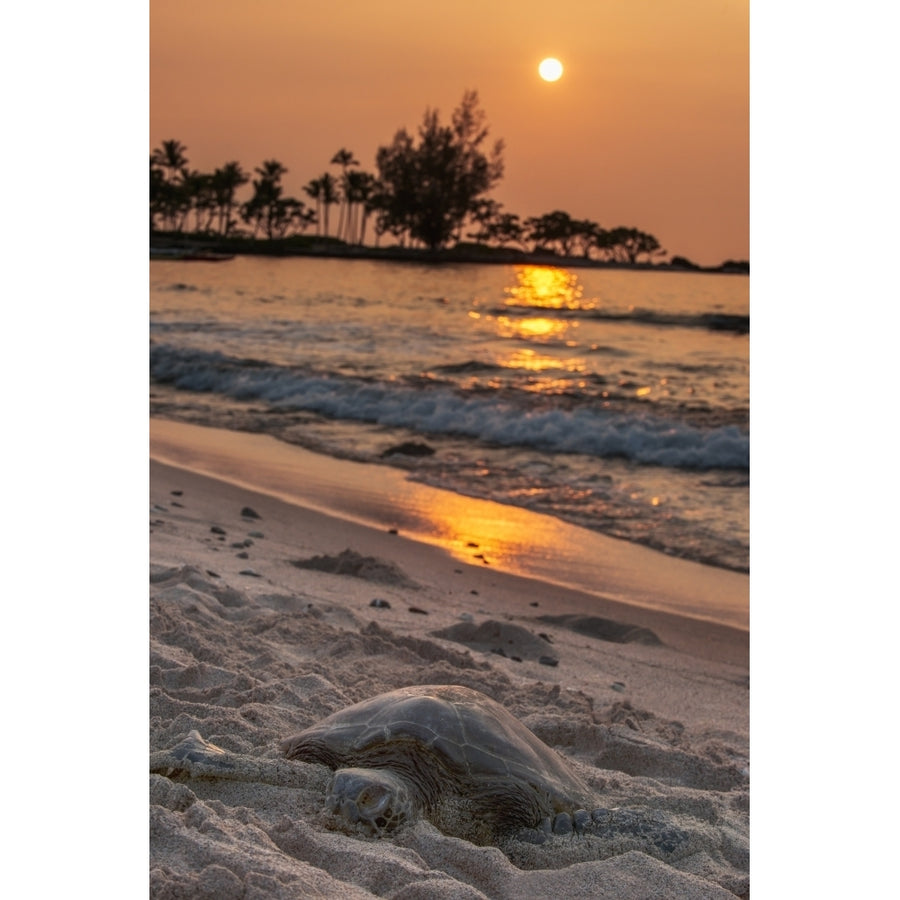 A sea turtle rests on the beach at sunset near Kailua-Kona; Island of Hawaii Hawaii United States of America Image 1