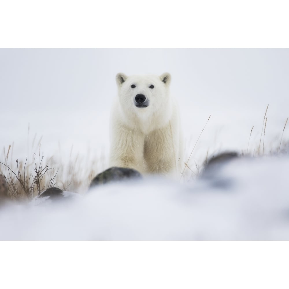 Polar bear in a blizzard; Churchill Manitoba Canada Poster Print Image 1