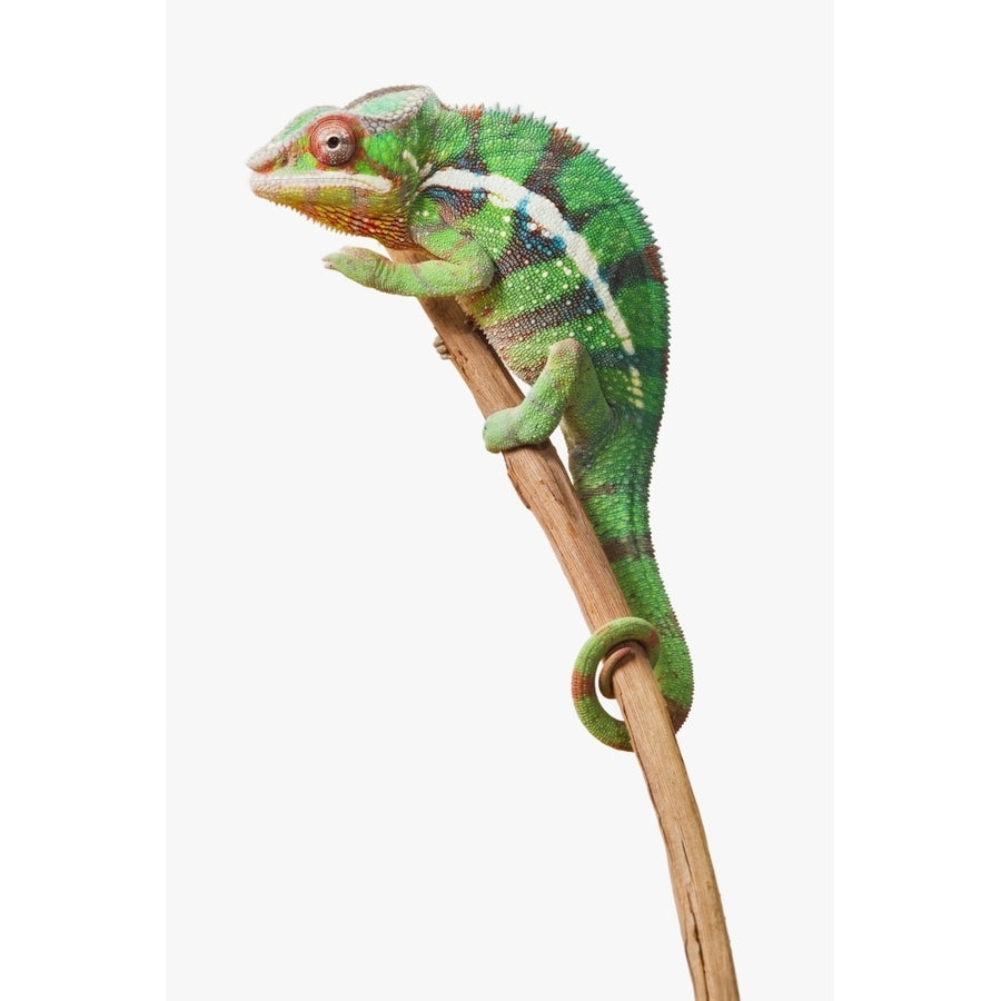 Colourful Panther Chameleon on a white background; St. Albert Alberta Canada Print Image 1