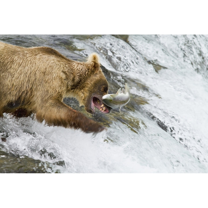 Brown bear catching a jumping Sockeye salmon at Brooks Falls Katmai National Park and Preserve Southwest Alaska 17 x 11 Image 1