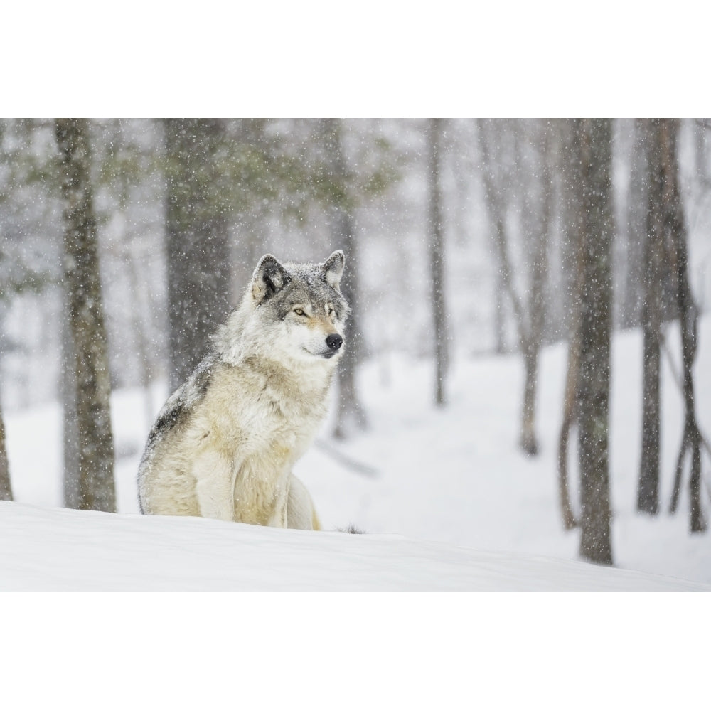 A wolf sitting in a snowfall in a forest Poster Print Image 1