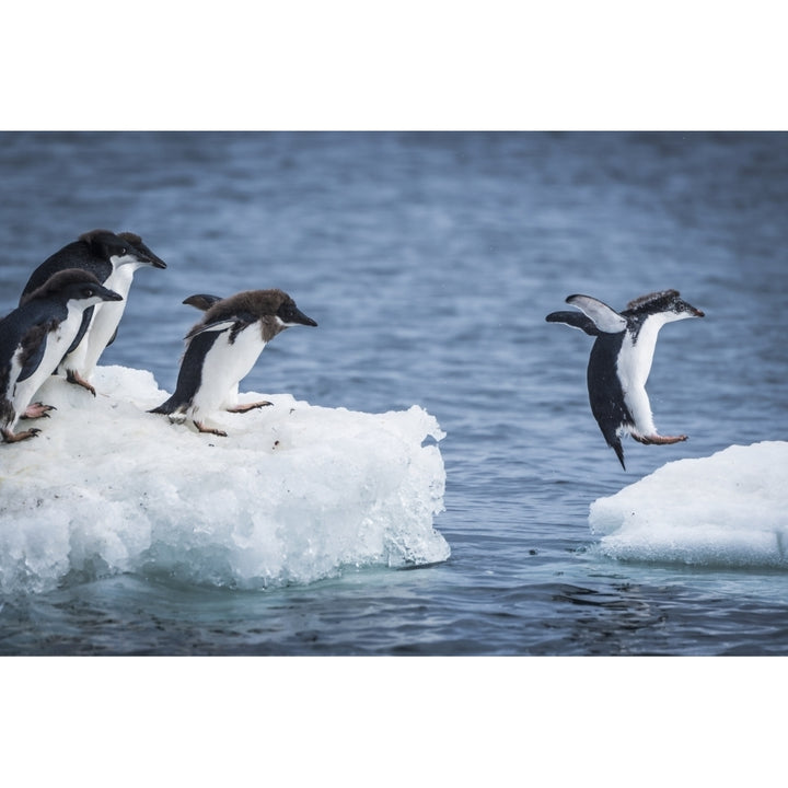 Adelie penguins diving between two ice floes; Antarctica Poster Print Image 1