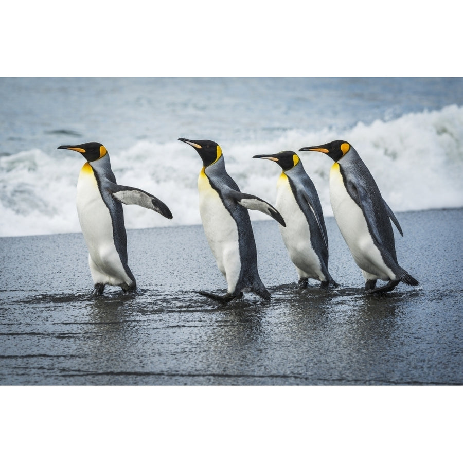 Four king penguins walking together on beach; Antarctica Poster Print Image 1