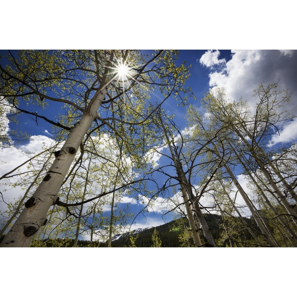 View up through aspen trees with the sun streaming through the upper branches blue skies and white clouds in the backgr Image 1