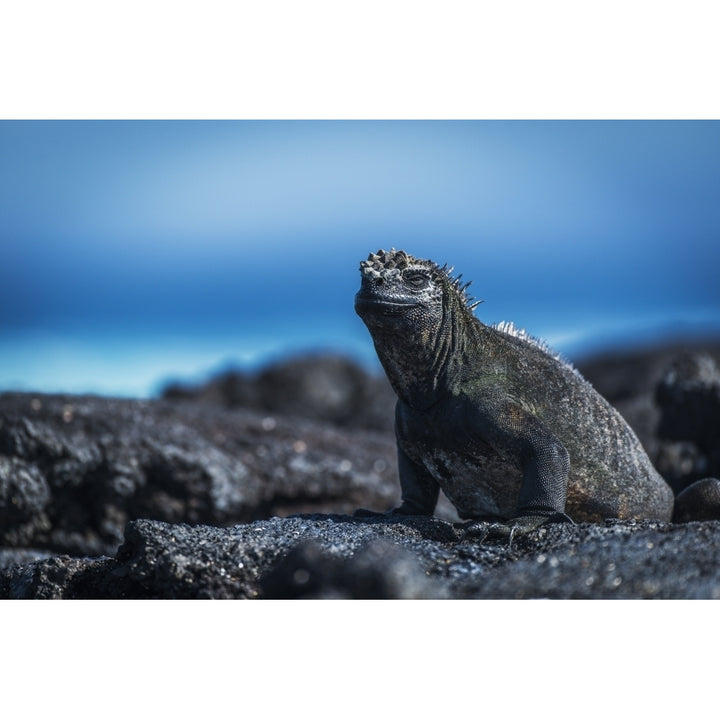 Marine iguana sunbathing on black volcanic rocks; Galapagos Islands Ecuador Print Image 1