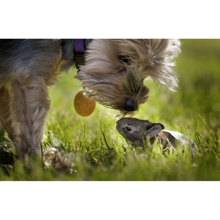 A cute Yorkie dog sniffing a little baby bunny rabbit nestled in the grass; Kentucky United States of America Image 1