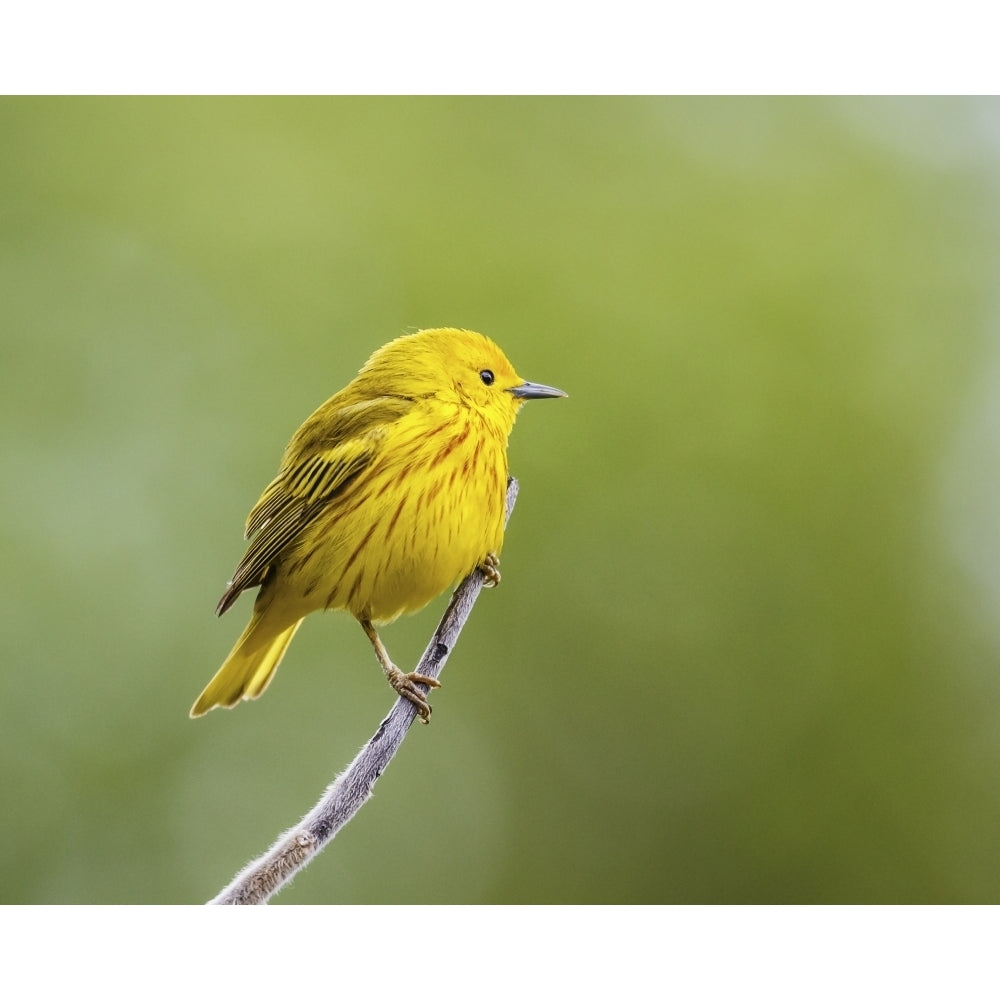 Yellow warbler perched during spring time; Chateauguay Quebec Canada Poster Print Image 2