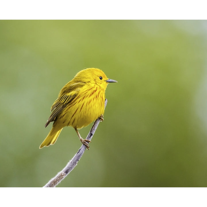 Yellow warbler perched during spring time; Chateauguay Quebec Canada Poster Print Image 2