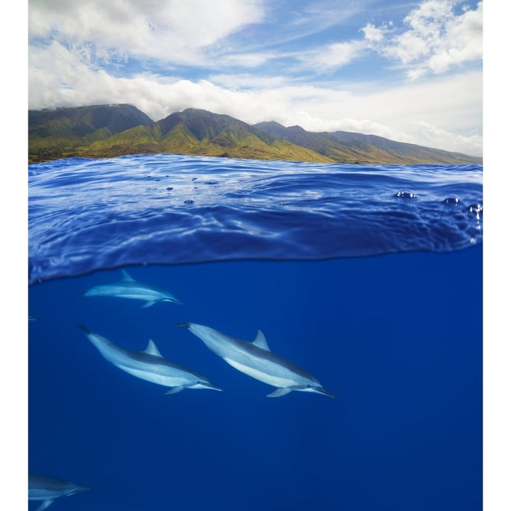 A split view of spinner dolphin below and the island of Maui above; Maui Hawaii United States of America Image 1