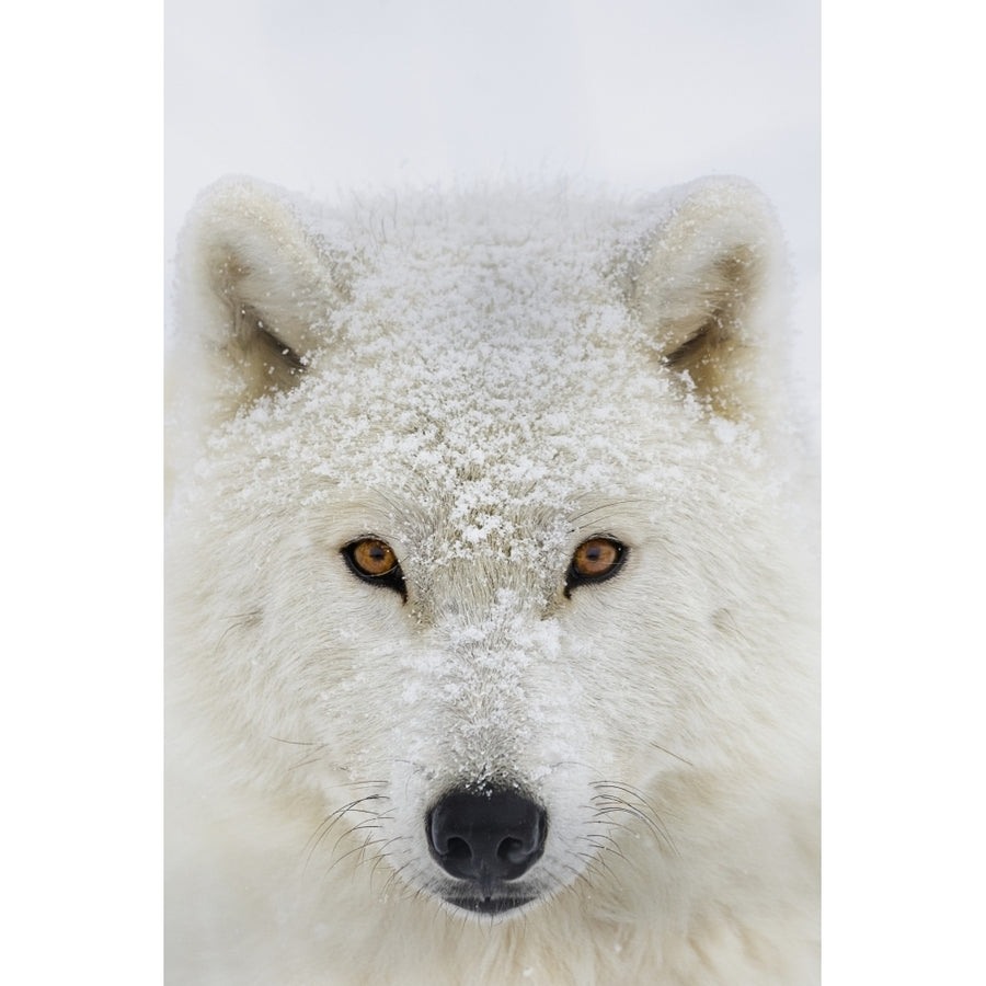 Arctic wolf portrait; Montebello Quebec Canada Poster Print Image 1