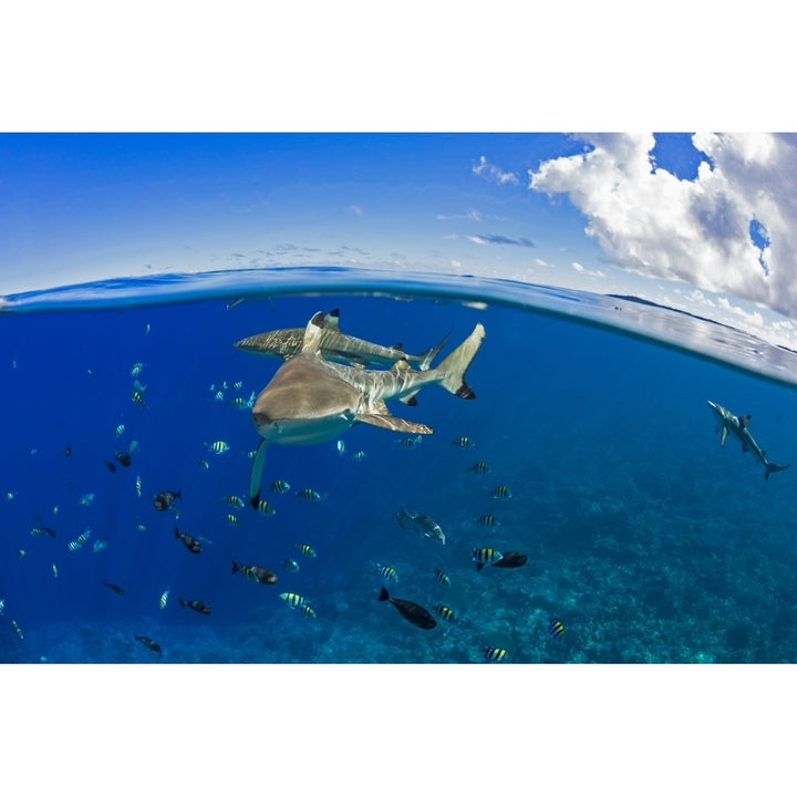 Blacktip reef sharks just below the surface off the island of Yap; Yap Micronesia Image 1