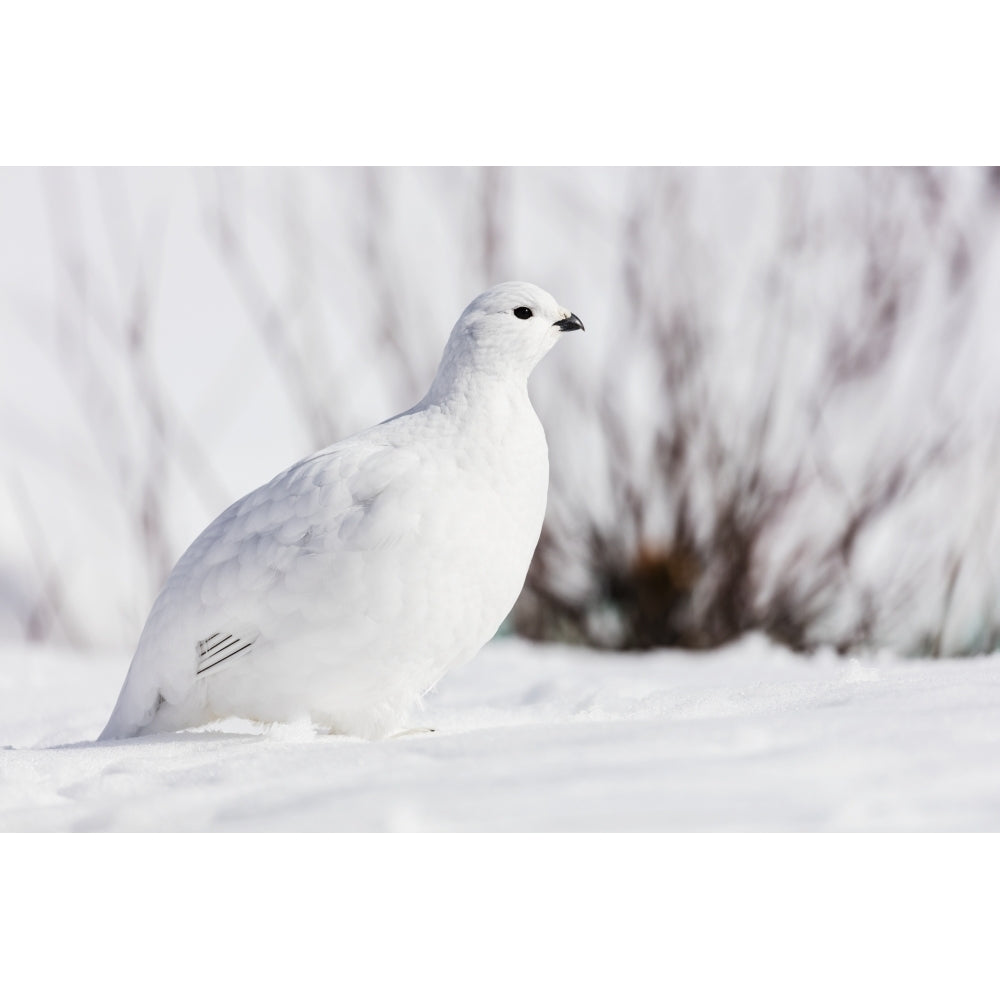 Willow Ptarmigan foraging among willows in early spring in Arctic Valley in Southcentral Alaska. Image 1