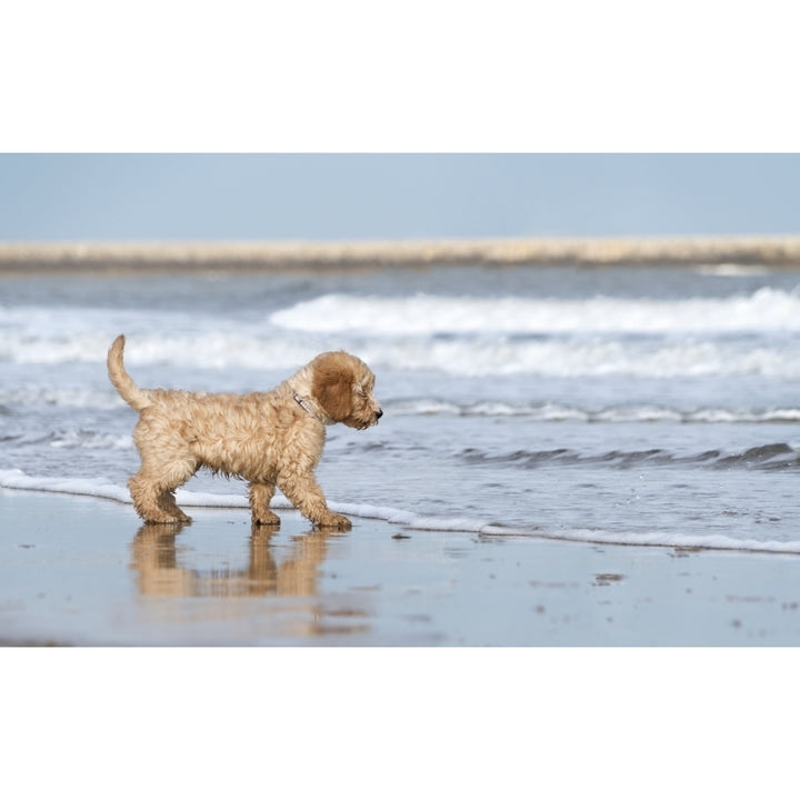 A dog stands on the beach at the edge of the surf; South Shields Tyne and Wear England Poster Print Image 1