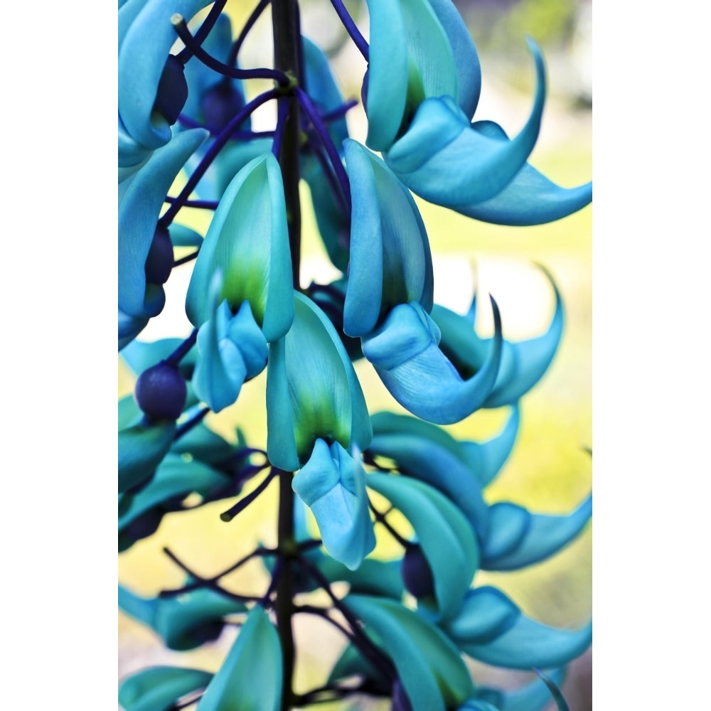 Blue jade plant; Hawaii United States of America Poster Print Image 2