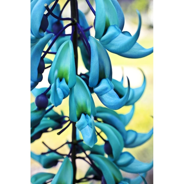 Blue jade plant; Hawaii United States of America Poster Print Image 1