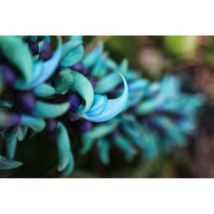 Blue jade plant with purple flowers; Hawaii United States of America Poster Print Image 1