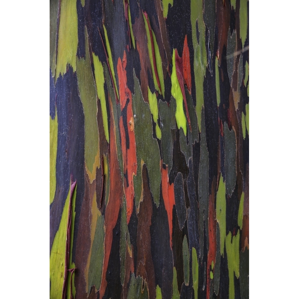 Bark of the Rainbow Eucalyptus ; Hawaii United States of America Poster Print Image 1