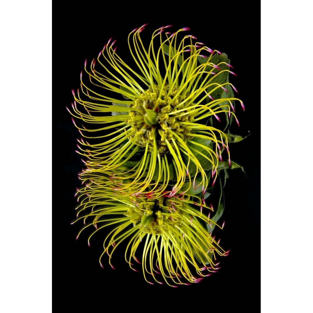 Close up of a unique tropical flower on a black background; Hawaii United States of America Poster Print Image 2