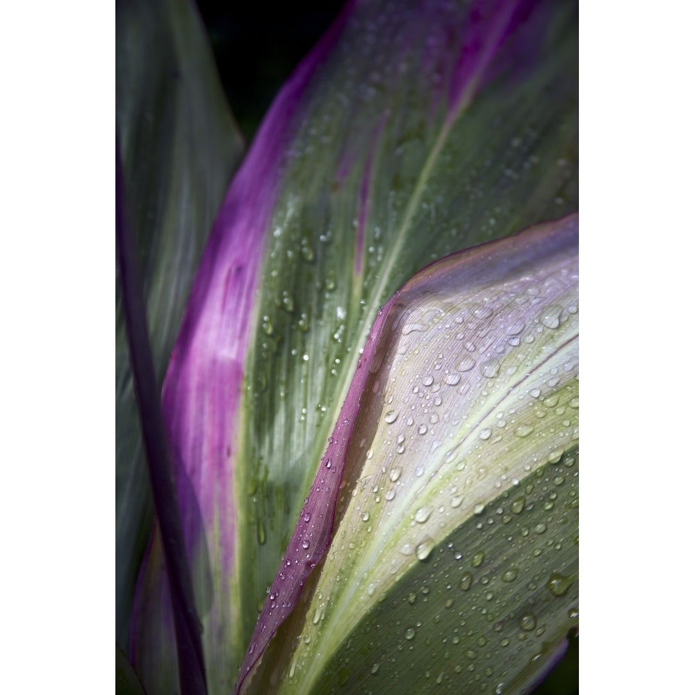 Close up of the purple and green leaves of a tropical plant covered in water droplets; Hawaii United States of America 1 Image 1