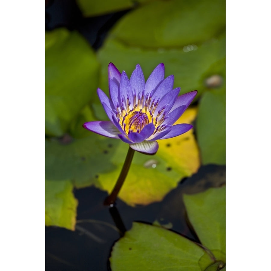 A purple lily blossoming; Maui Hawaii United States of America Poster Print Image 1