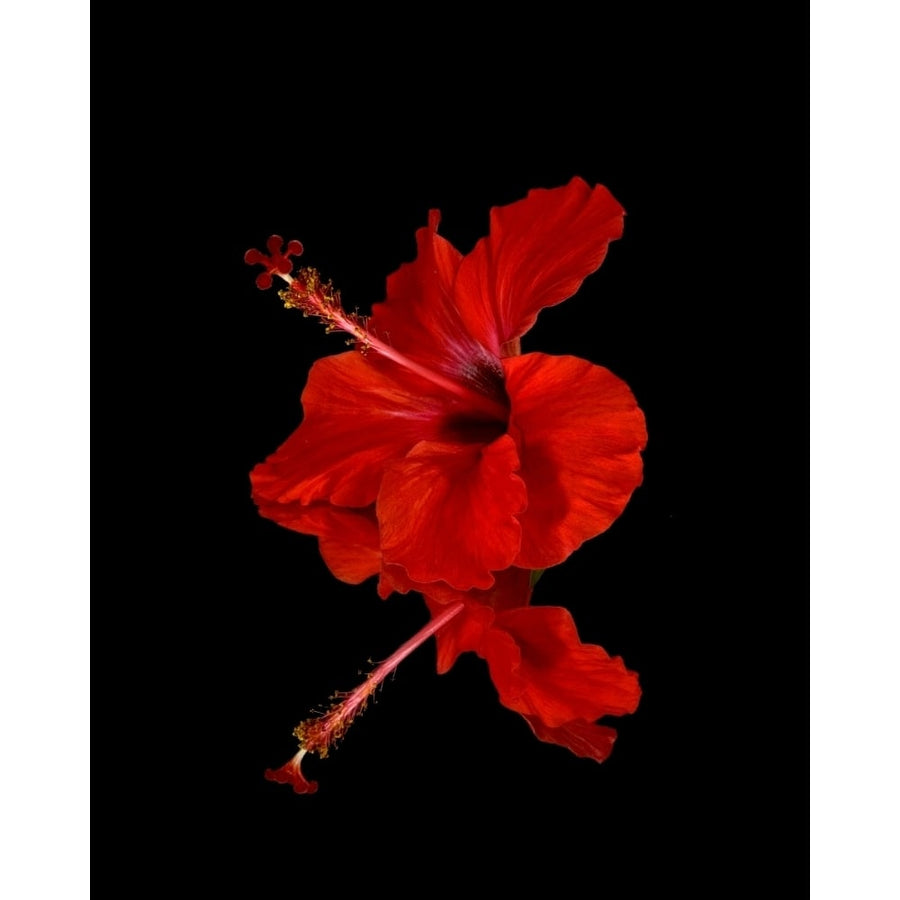 Close up of a red Hibiscus flower on a black background; Maui Hawaii United States of America Poster Print Image 1