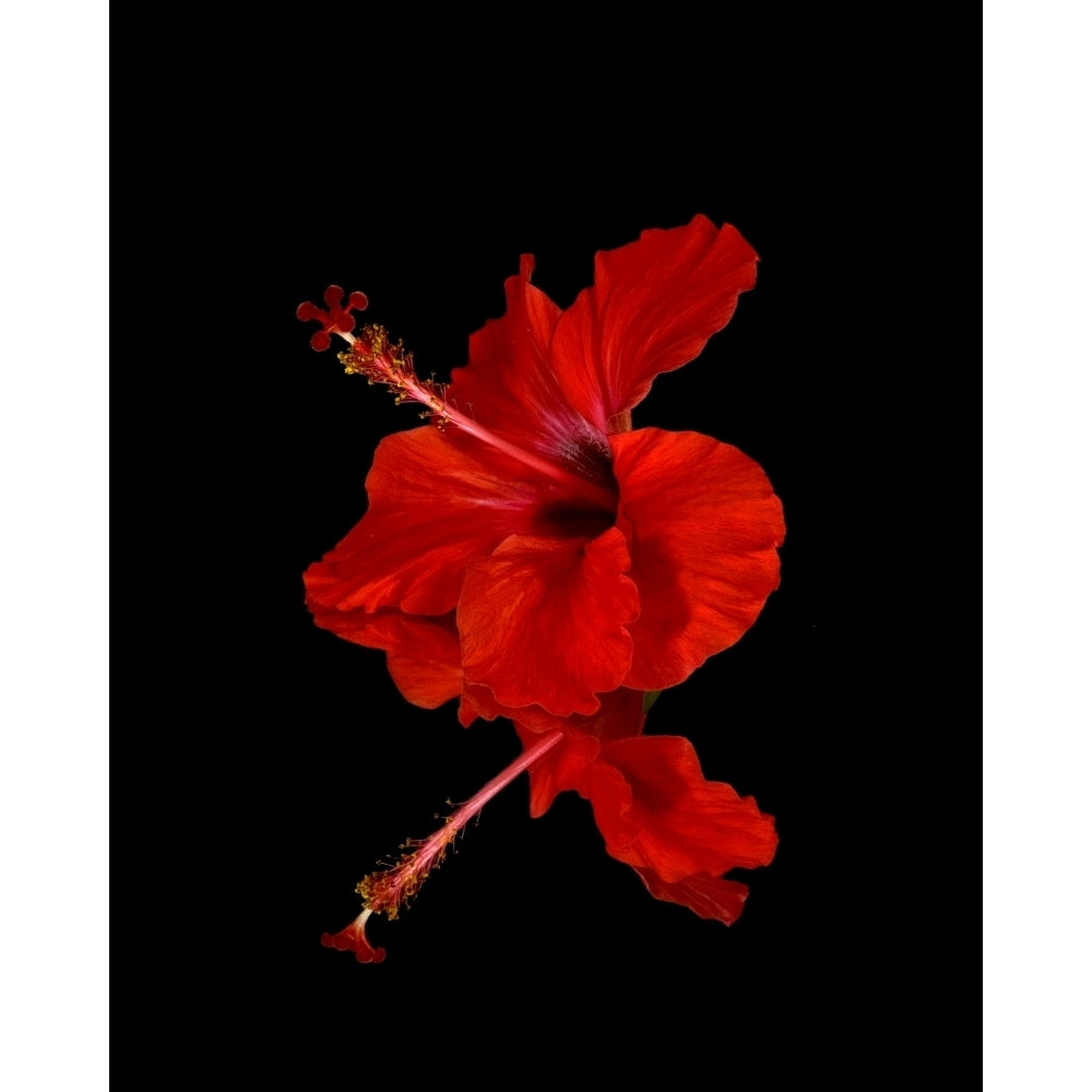 Close up of a red Hibiscus flower on a black background; Maui Hawaii United States of America Poster Print Image 2