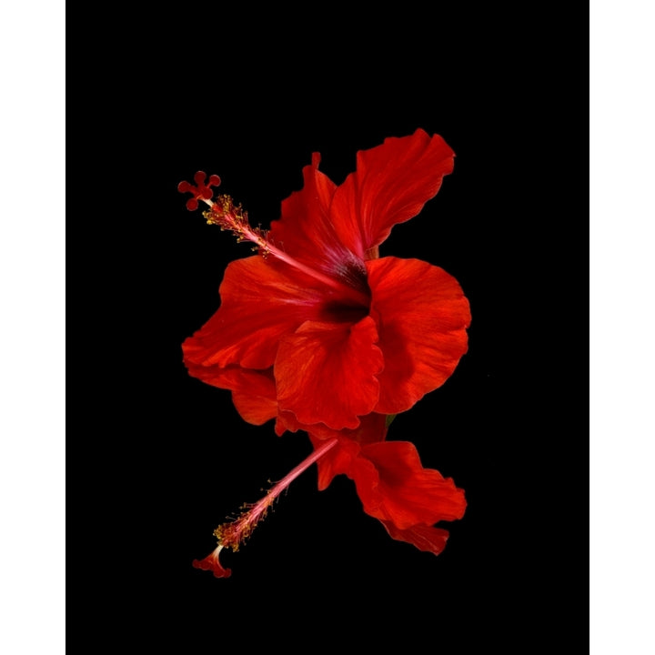 Close up of a red Hibiscus flower on a black background; Maui Hawaii United States of America Poster Print Image 2