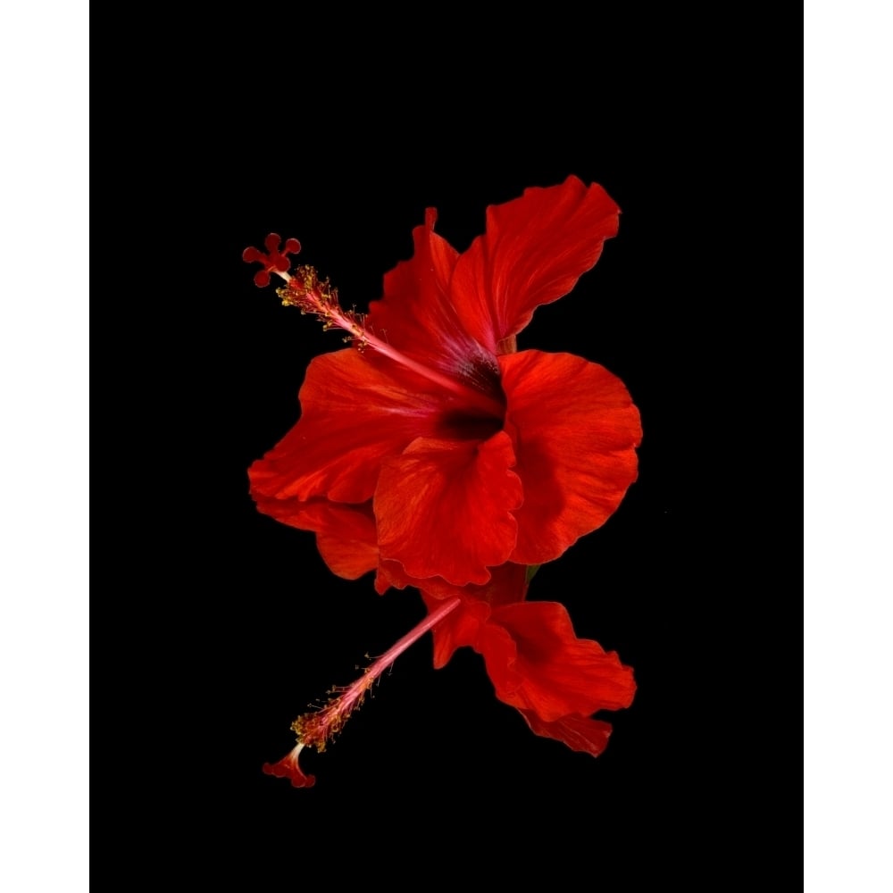 Close up of a red Hibiscus flower on a black background; Maui Hawaii United States of America Poster Print Image 1