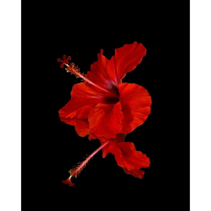 Close up of a red Hibiscus flower on a black background; Maui Hawaii United States of America Poster Print Image 1