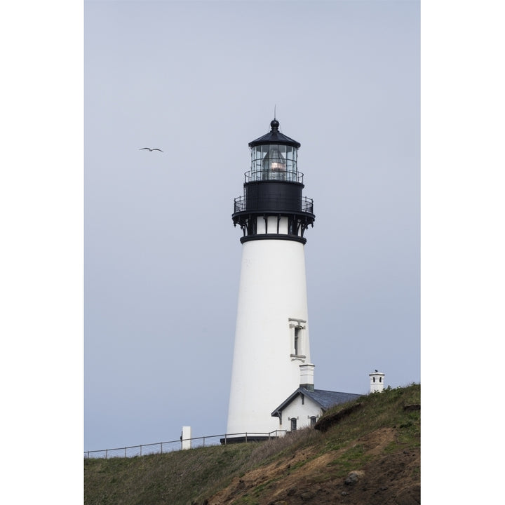 A gull flies past the lighthouse at Yaquina Head; Newport Oregon United States of America Poster Print by Robert L. Po Image 1