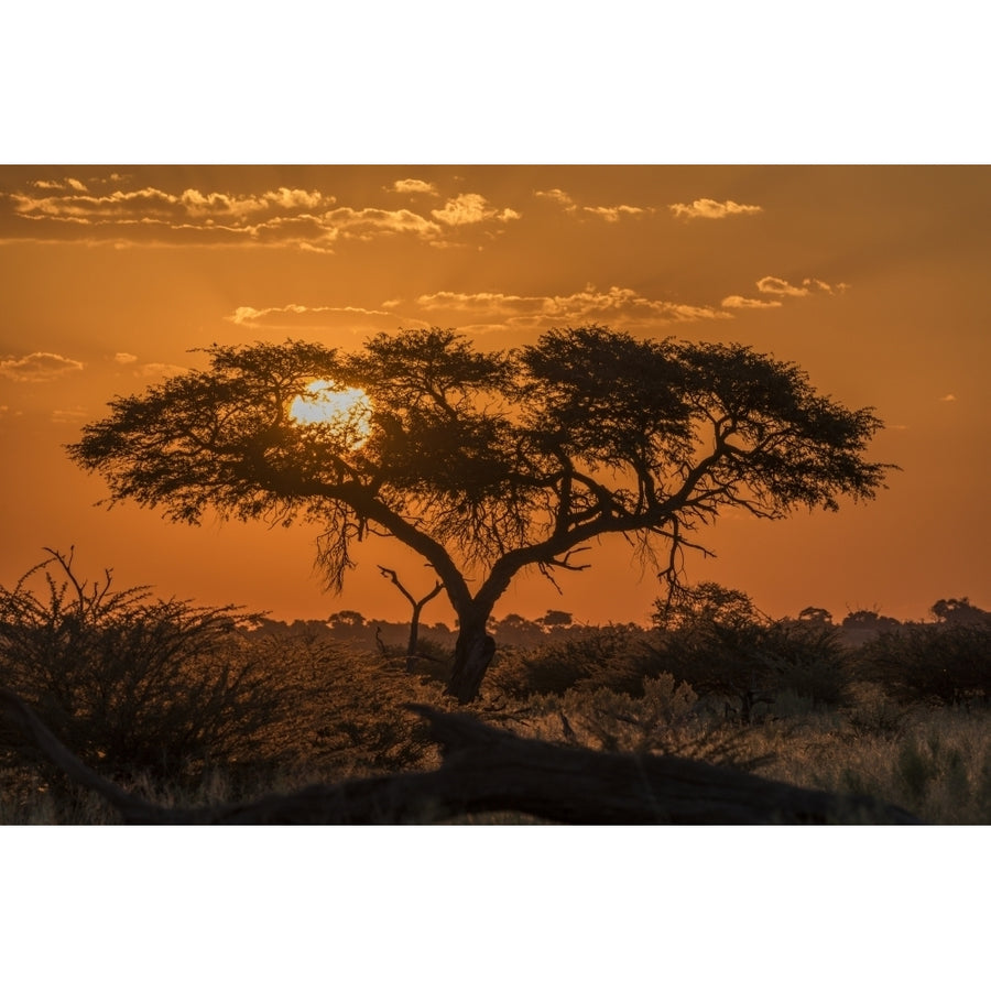 Silhouette of acacia tree at orange sunset; Botswana Poster Print by Nick Dale / Design Pics Image 1