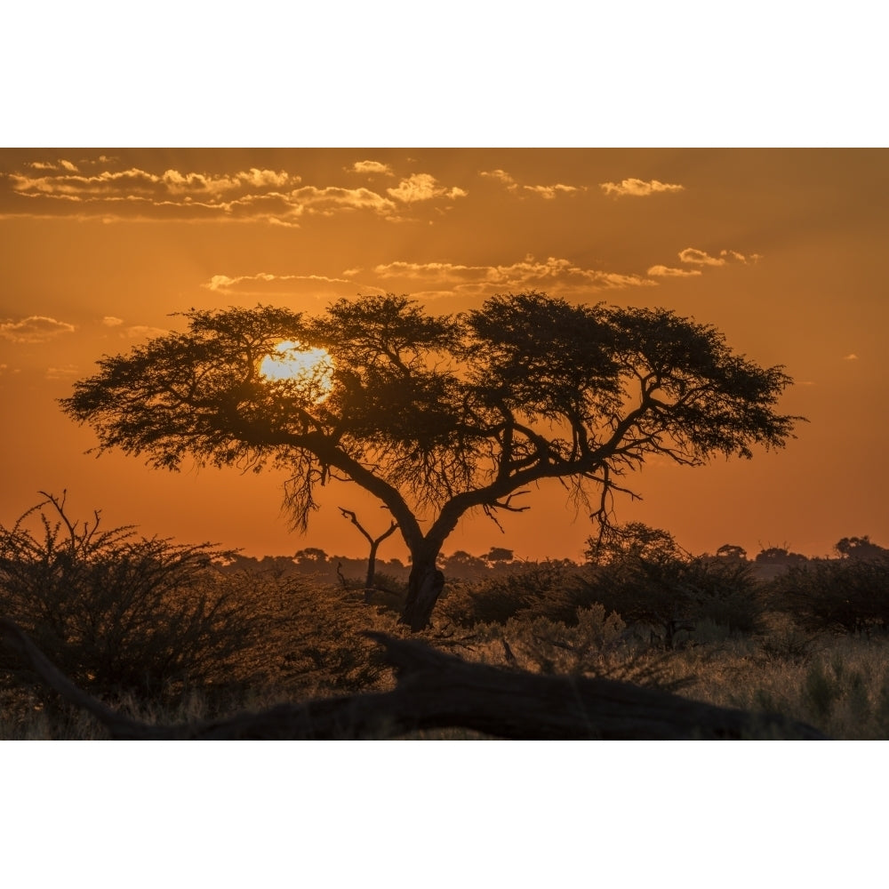 Silhouette of acacia tree at orange sunset; Botswana Poster Print by Nick Dale / Design Pics Image 2