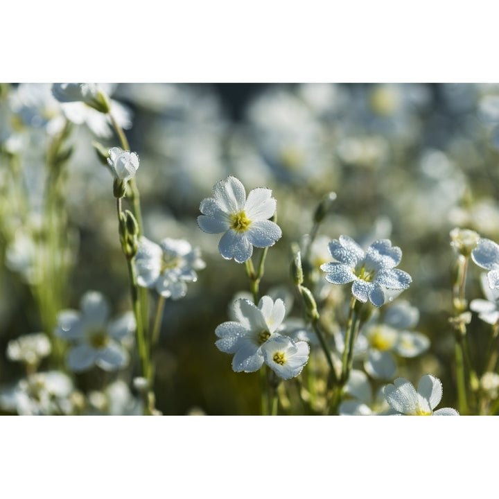 Chickweed blooms profusely in the spring; Astoria Oregon United States of America Print Image 2