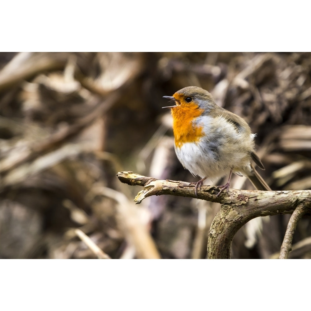 European robin singing; Blarney Munster Ireland Poster Print by Leah Bignell / Design Pics Image 1