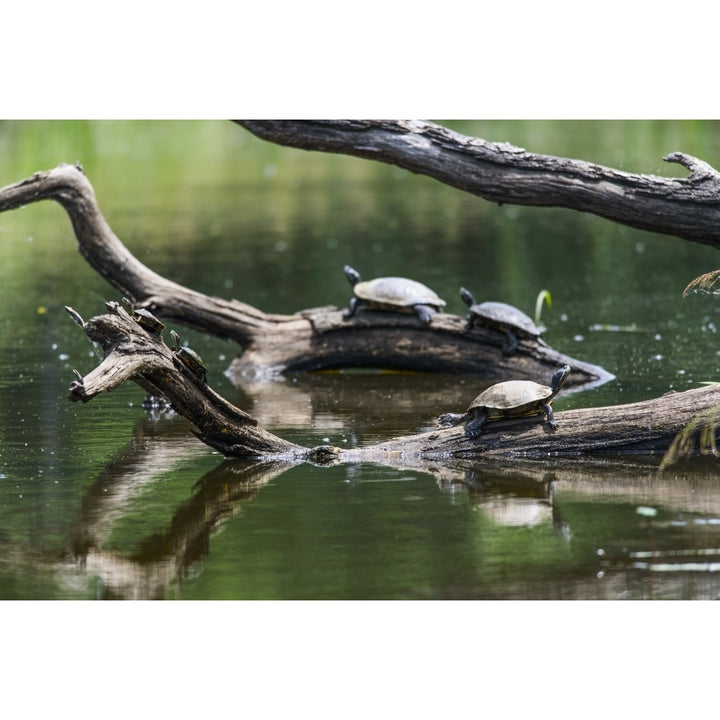 Painted turtles sunbathing on logs in a tranquil lake; Vian Oklahoma United States of America Poster Image 1