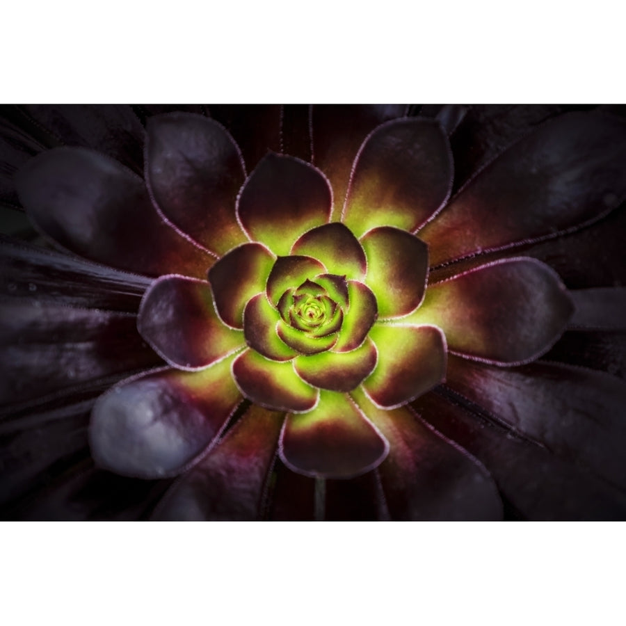 Purple and green Aeonium Dublin Botanic Garden; Dublin Leister Ireland Poster Print by Leah Bignell / Design Pics Image 1