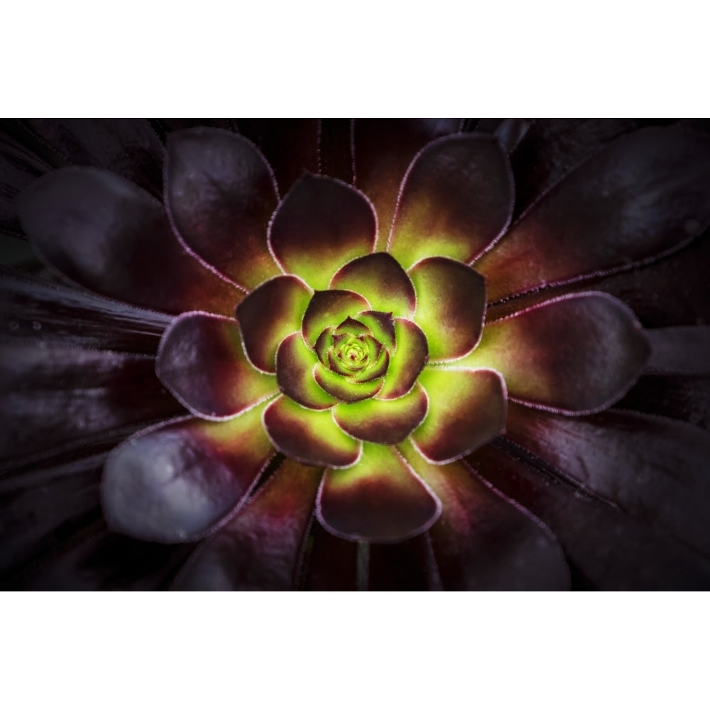 Purple and green Aeonium Dublin Botanic Garden; Dublin Leister Ireland Poster Print by Leah Bignell / Design Pics Image 2