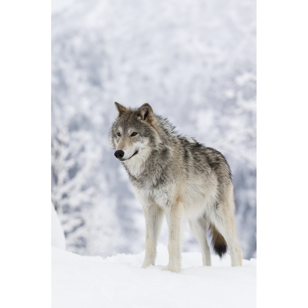 CAPTIVE: Female Tundra Wolf in snow Alaska Wildlife Conservation Center Southcentral Alaska Poster Print by Doug Linds Image 1